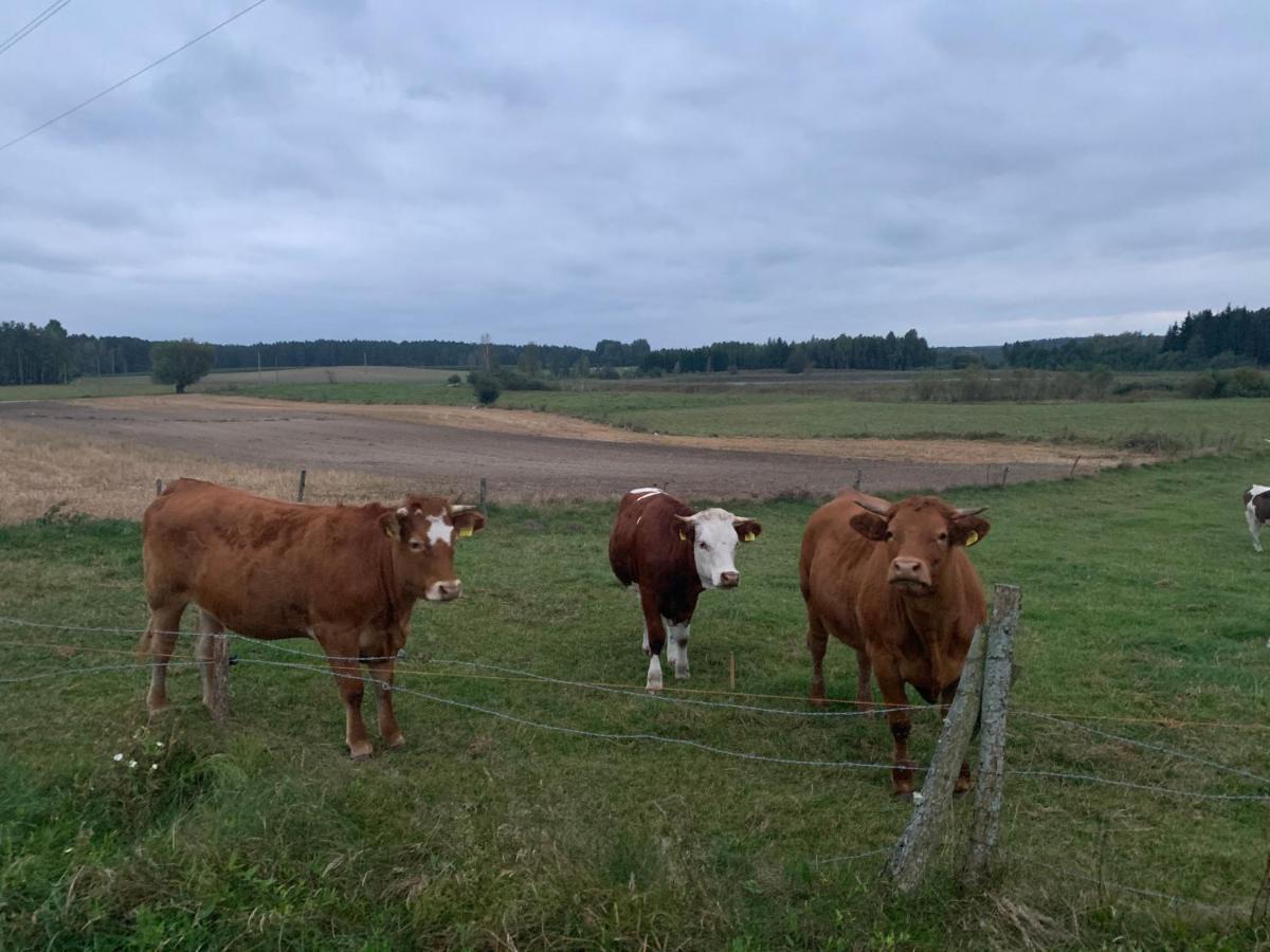 Gizycko-Przerwanki Domki Widok Na Mazury Buitenkant foto