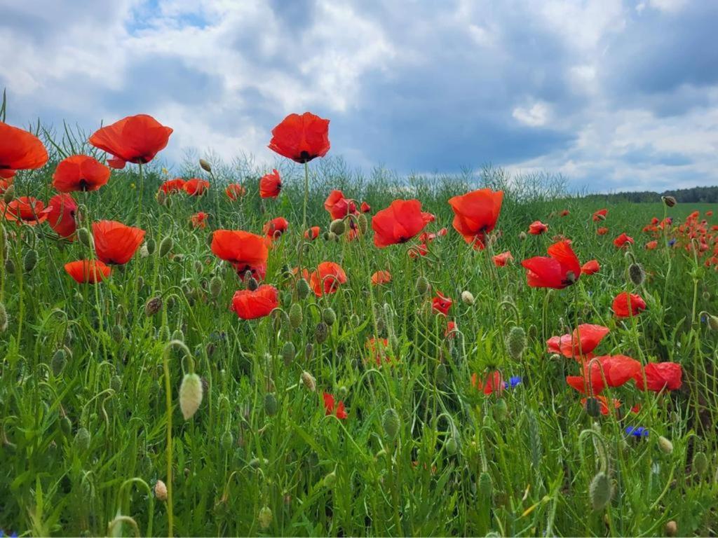 Gizycko-Przerwanki Domki Widok Na Mazury Buitenkant foto