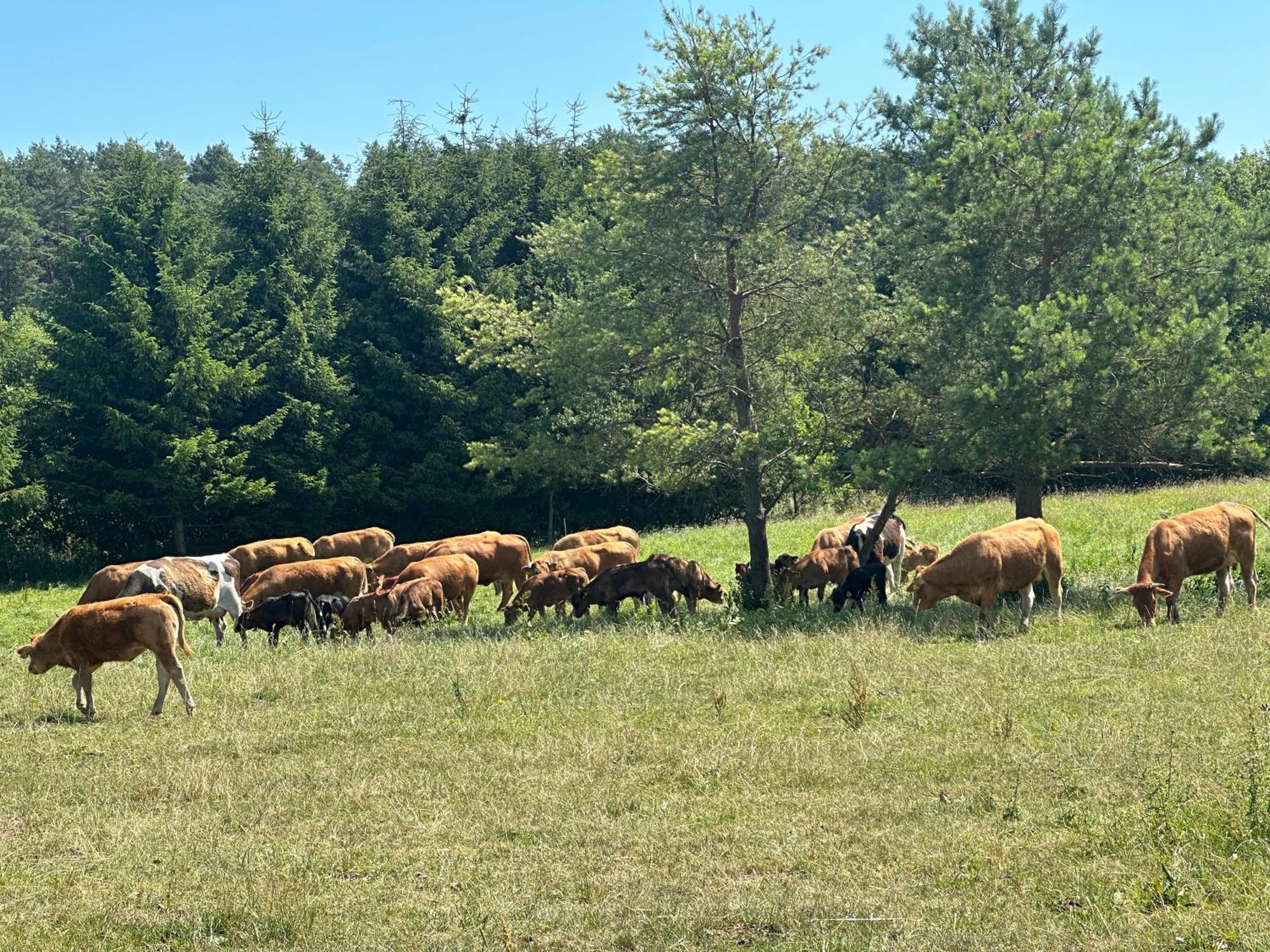 Gizycko-Przerwanki Domki Widok Na Mazury Buitenkant foto